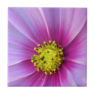 Rosa Cosmos Kakelplatta