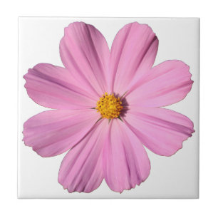 Rosa Cosmos Kakelplatta