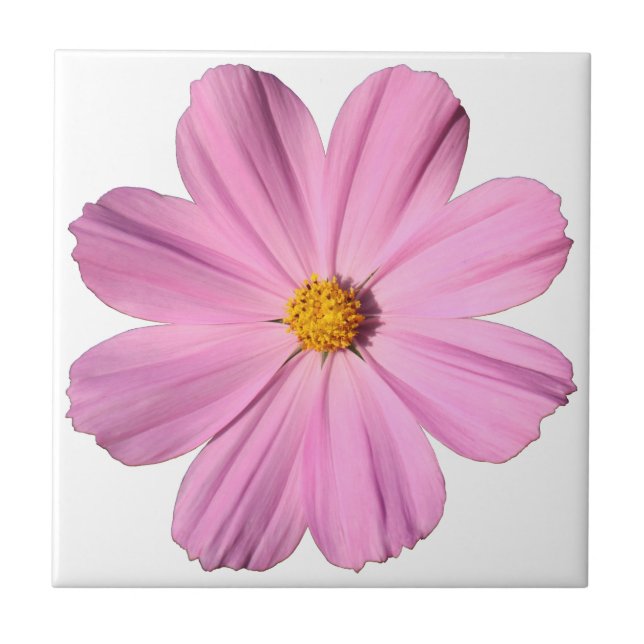 Rosa Cosmos Kakelplatta (Framsidan)