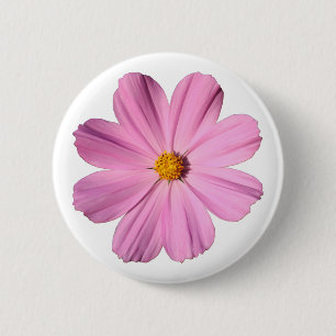 Rosa Cosmos Knapp