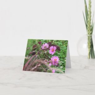 Rosa Cosmos med Coleus Kort