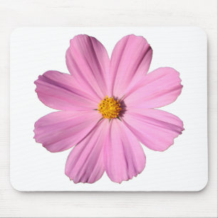 Rosa Cosmos Musmatta