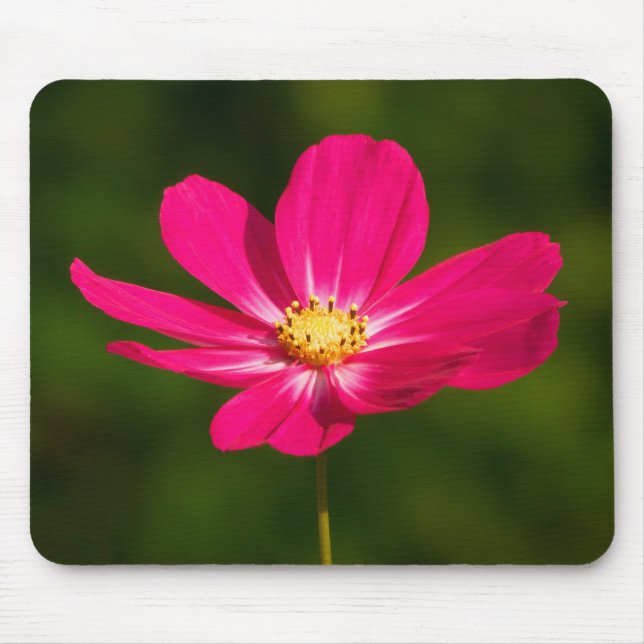 Rosa Cosmos Musmatta (Framsidan)