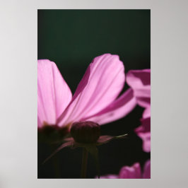 Rosa Cosmos på Floral Photography Sol 1 Poster