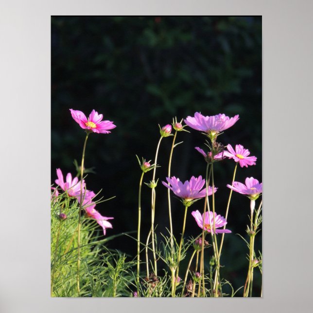 Rosa Cosmos på morgonen Sol Poster (Framsidan)
