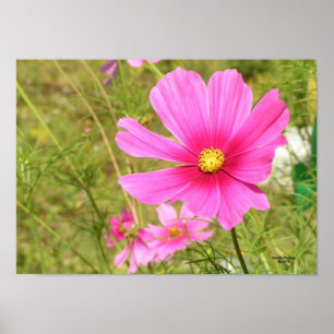 Rosa Cosmos Poster