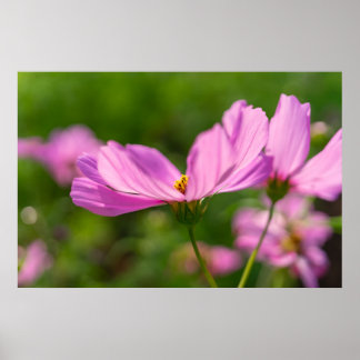 Rosa Cosmos Poster