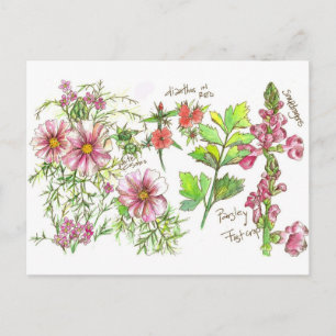Rosa Cosmos Snapdragon Flowers Sketch Vykort