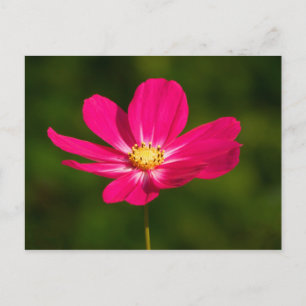 Rosa Cosmos Vykort
