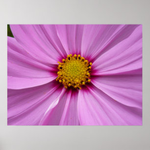 Rosa Cosmos Wildblomms Blommigt Poster