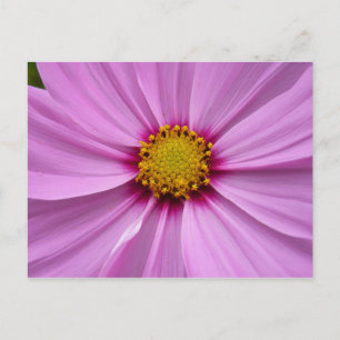 Rosa Cosmos Wildblomms Blommigt Vykort