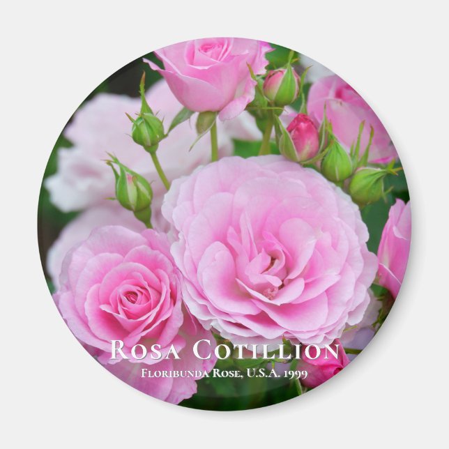 Rosa Cotillion Magnet (Framsidan)