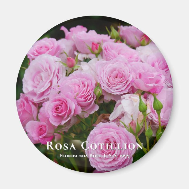 Rosa Cotillion Magnet (Framsidan)