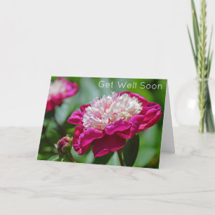 Rosa Cottage Peony Garden Flower kommer snart Kort