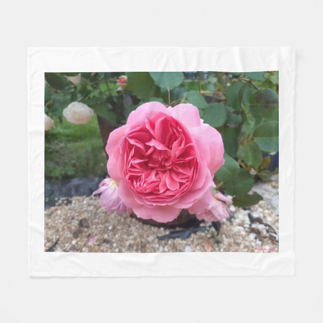 Rosa Country Rose Blommig Flygtäcke  Fleecefilt (Framsidan (Horisontell))