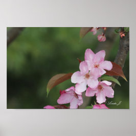 Rosa Crab Apple-Blommar - arbetsyta eller Poster