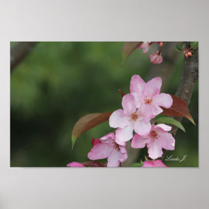Rosa Crab Apple-Blommar - arbetsyta eller Poster