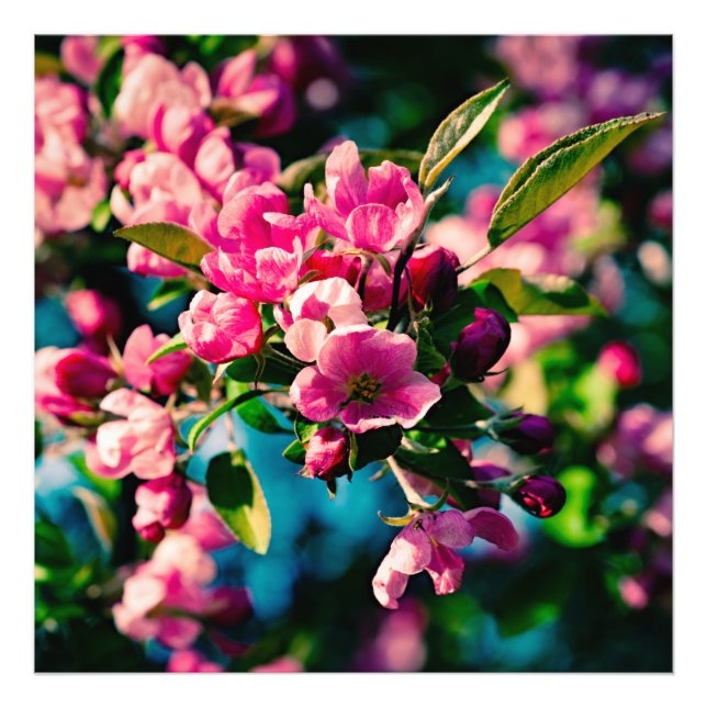 Rosa Crab Apple Flowers Fototryck (Framsidan)
