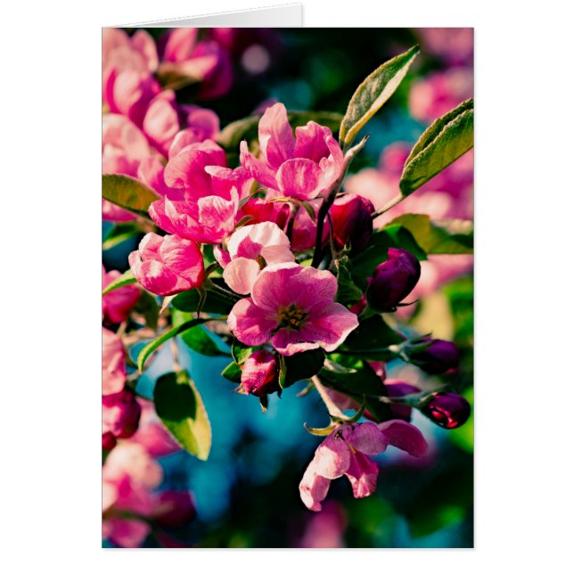 Rosa Crab Apple Flowers Hälsningskort (Framsidan)