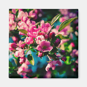 Rosa Crab Apple Flowers Magnet