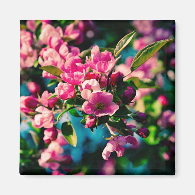 Rosa Crab Apple Flowers Magnet (Framsidan)