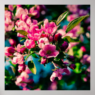 Rosa Crab Apple Flowers Poster