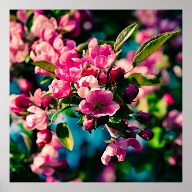 Rosa Crab Apple Flowers Poster (Framsidan)