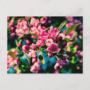 Rosa Crab Apple Flowers Vykort