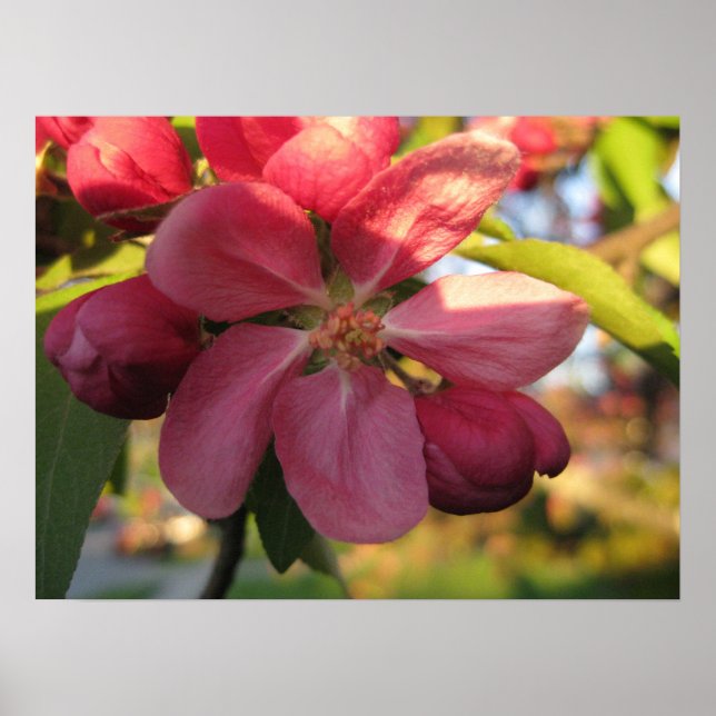 Rosa Crab Apple Träd Flower Poster (Framsidan)