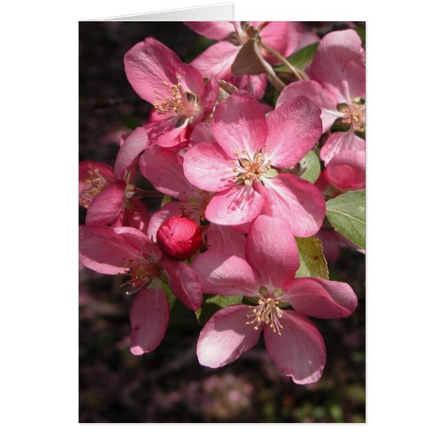 Rosa Crabapple Hälsningskort (Framsidan)