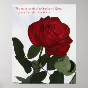 ROSA Cranberryroaffisch 16x20 & PROSA Poster