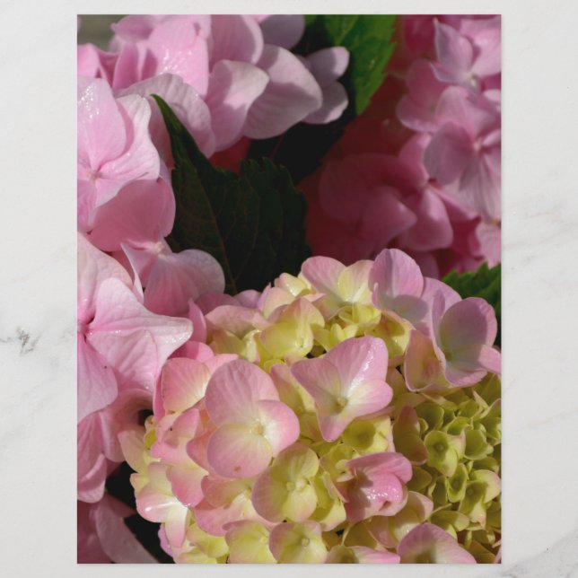 Rosa Cream Hydrangeas gult rosa grönt blommigt (Framsida)