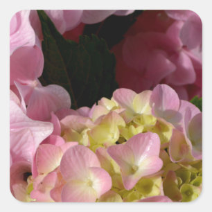 Rosa Cream Hydrangeas gult rosa grönt blommigt Fyrkantigt Klistermärke