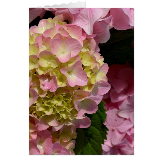 Rosa Cream Hydrangeas gult rosa grönt blommigt Hälsningskort (Framsidan)