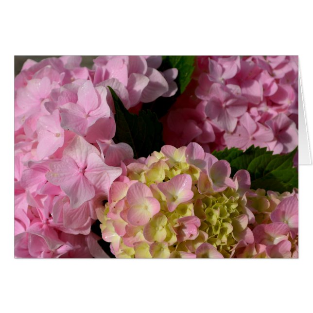 Rosa Cream Hydrangeas gult rosa grönt blommigt Hälsningskort (Framsidan Horizontal)