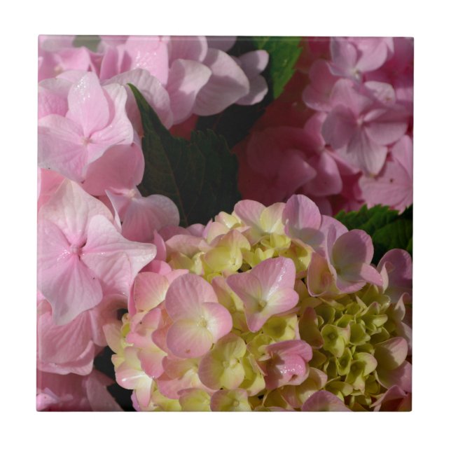 Rosa Cream Hydrangeas gult rosa grönt blommigt Kakelplatta (Framsidan)