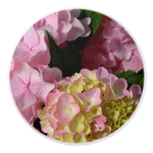 Rosa Cream Hydrangeas gult rosa grönt blommigt Knopp (Framsidan)