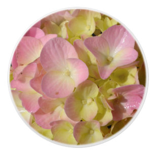 Rosa Cream Hydrangeas gult rosa grönt blommigt Knopp