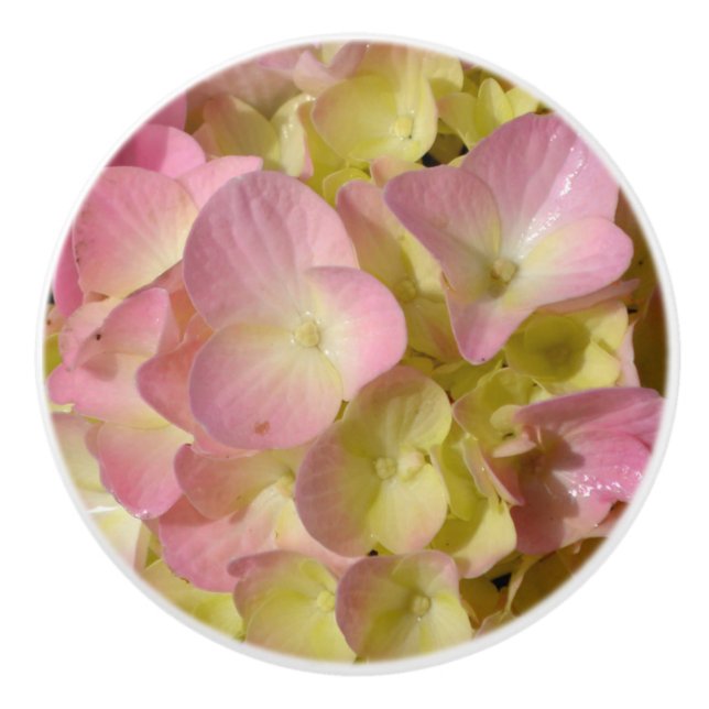 Rosa Cream Hydrangeas gult rosa grönt blommigt Knopp (Framsidan)