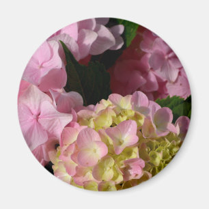 Rosa Cream Hydrangeas gult rosa grönt blommigt Magnet