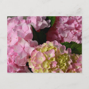 Rosa Cream Hydrangeas gult rosa grönt blommigt Vykort
