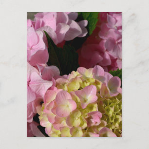 Rosa Cream Hydrangeas gult rosa grönt blommigt Vykort