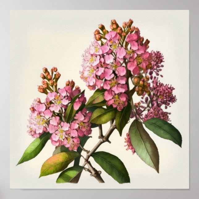 Rosa Crepe Myrtle Flowers Art Print Poster (Framsidan)