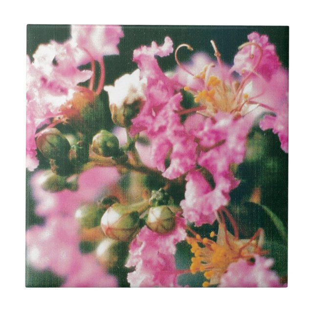 Rosa Crepe Myrtle Kakelplatta (Framsidan)