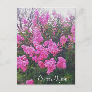 Rosa Crepe Myrtle Nature Art Photo with Text Vykort