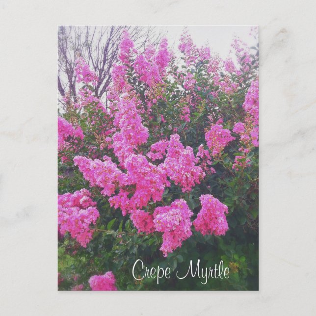 Rosa Crepe Myrtle Nature Art Photo with Text Vykort (Framsida)