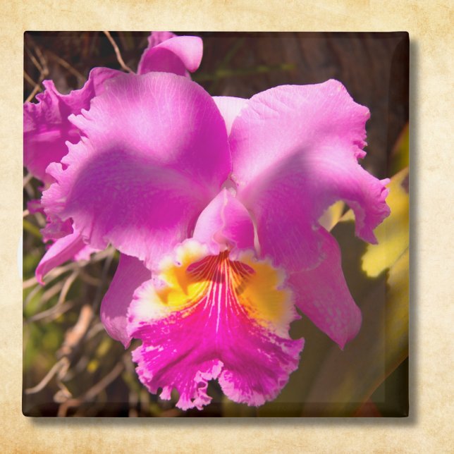 Rosa Crimson Cattleya Orchid Magnet (Skapare uppladdad)