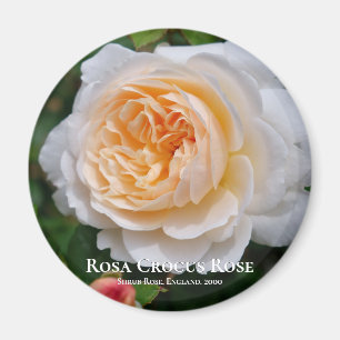 Rosa Crocus Ro Magnet