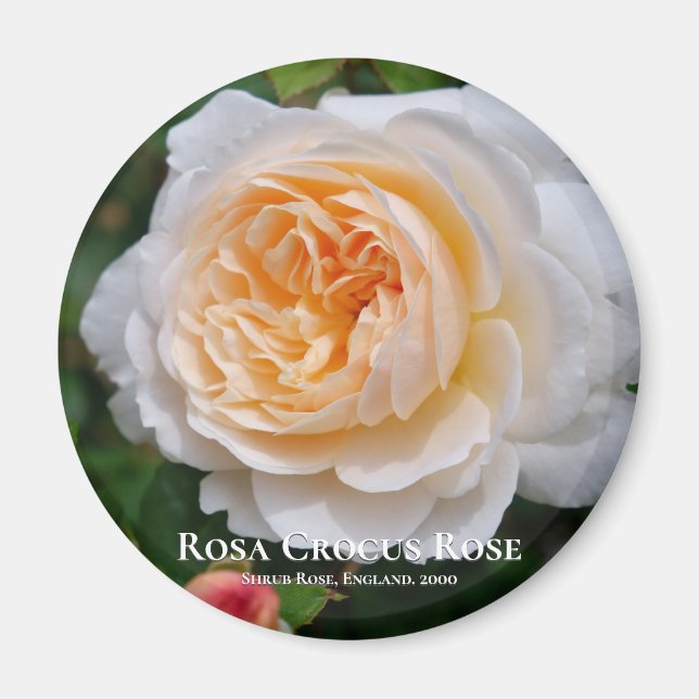 Rosa Crocus Ro Magnet (Framsidan)