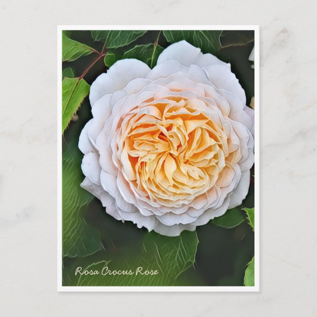 Rosa Crocus Rose Vykort (Framsida)
